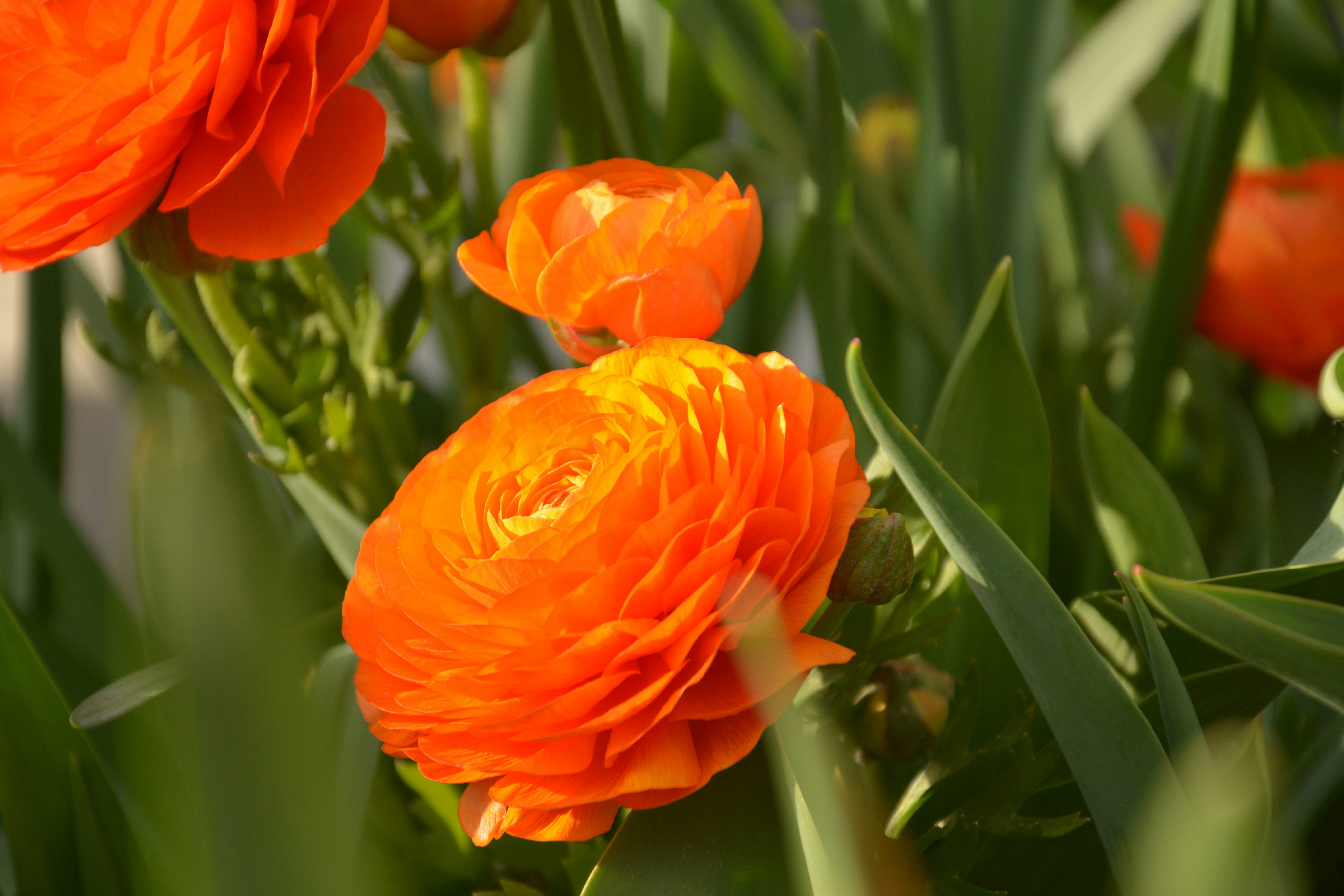 Free Unsplash photo from Catalina Turlea