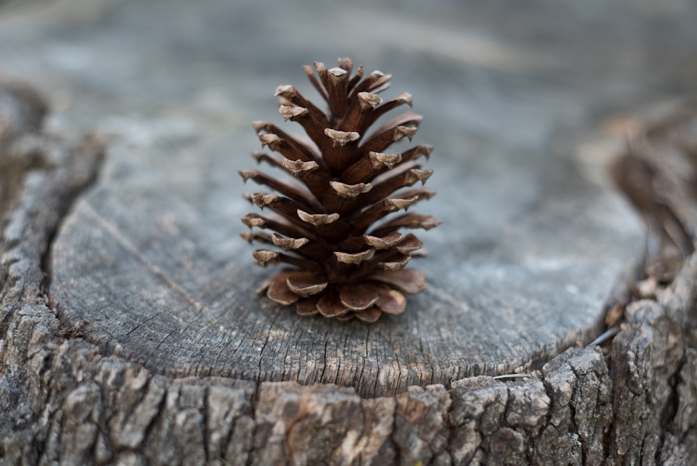 selective photography of conifer cone