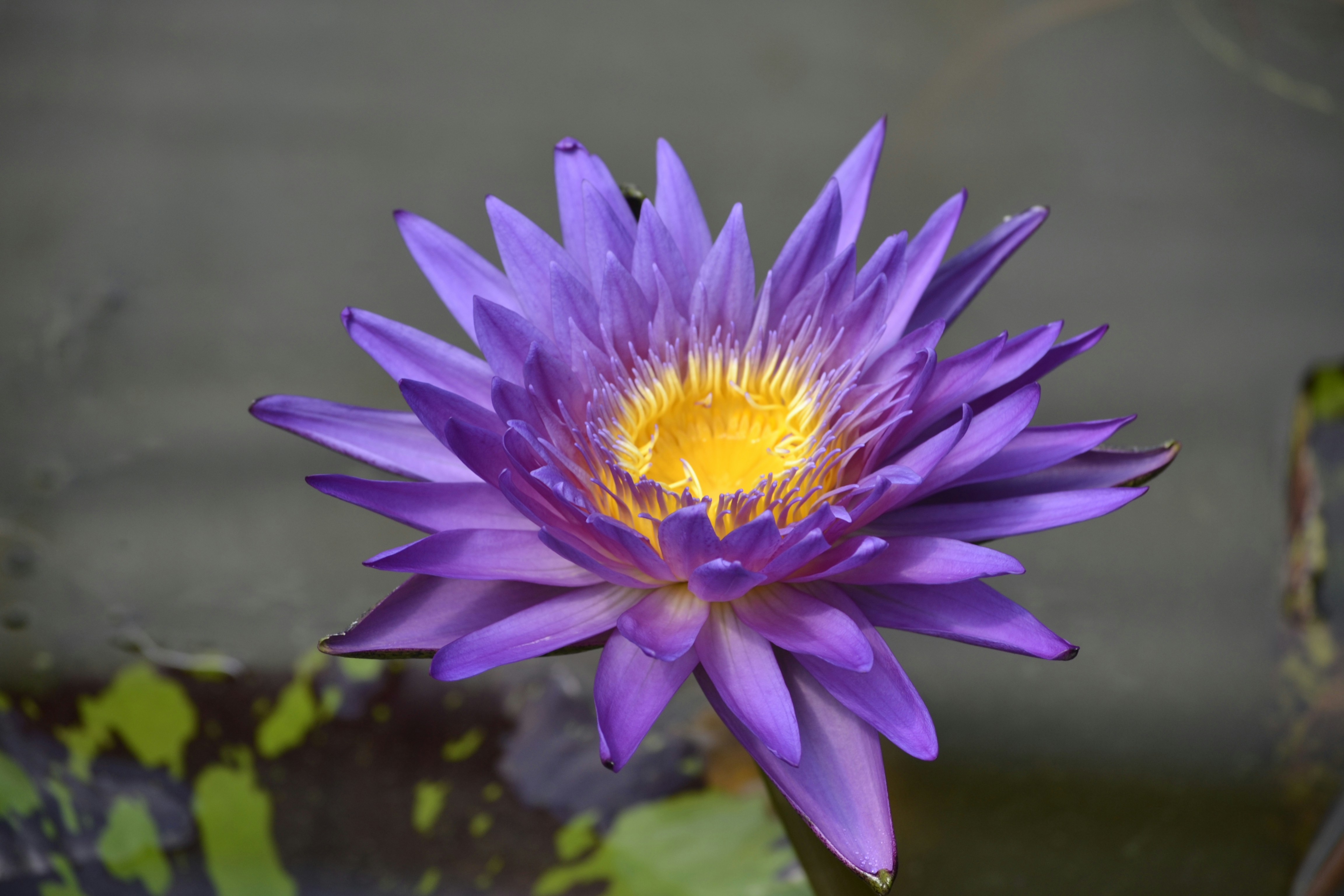 Free Unsplash photo from Nasser Hussain