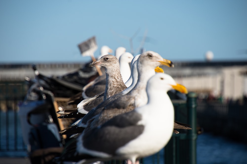 flock of white-and-gray seagulls