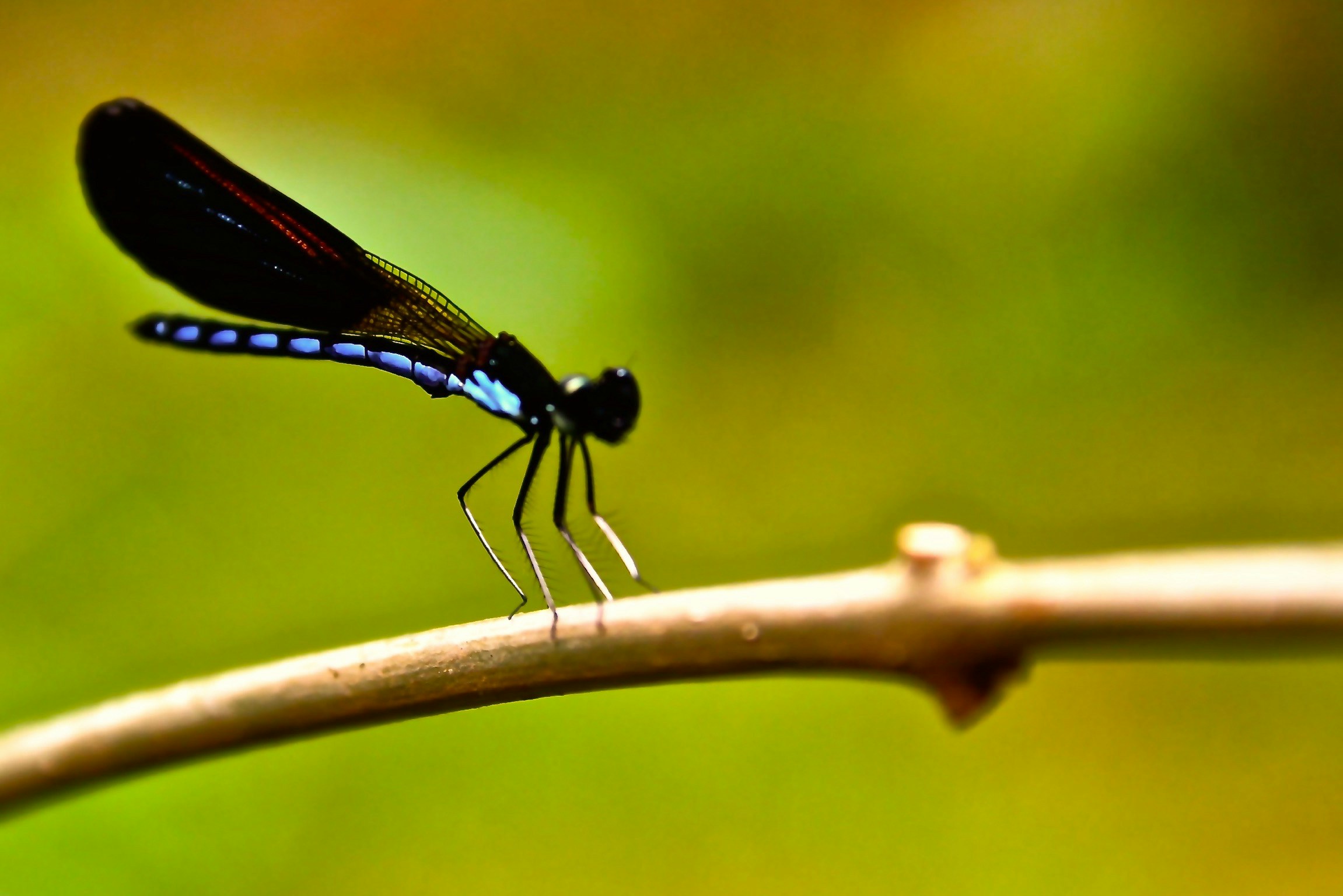 Free Unsplash photo from Hendra Pontomudis