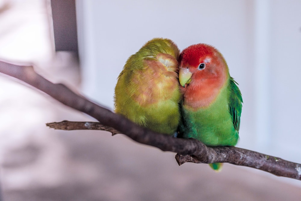 녹색과 빨간색의 새 두 마리