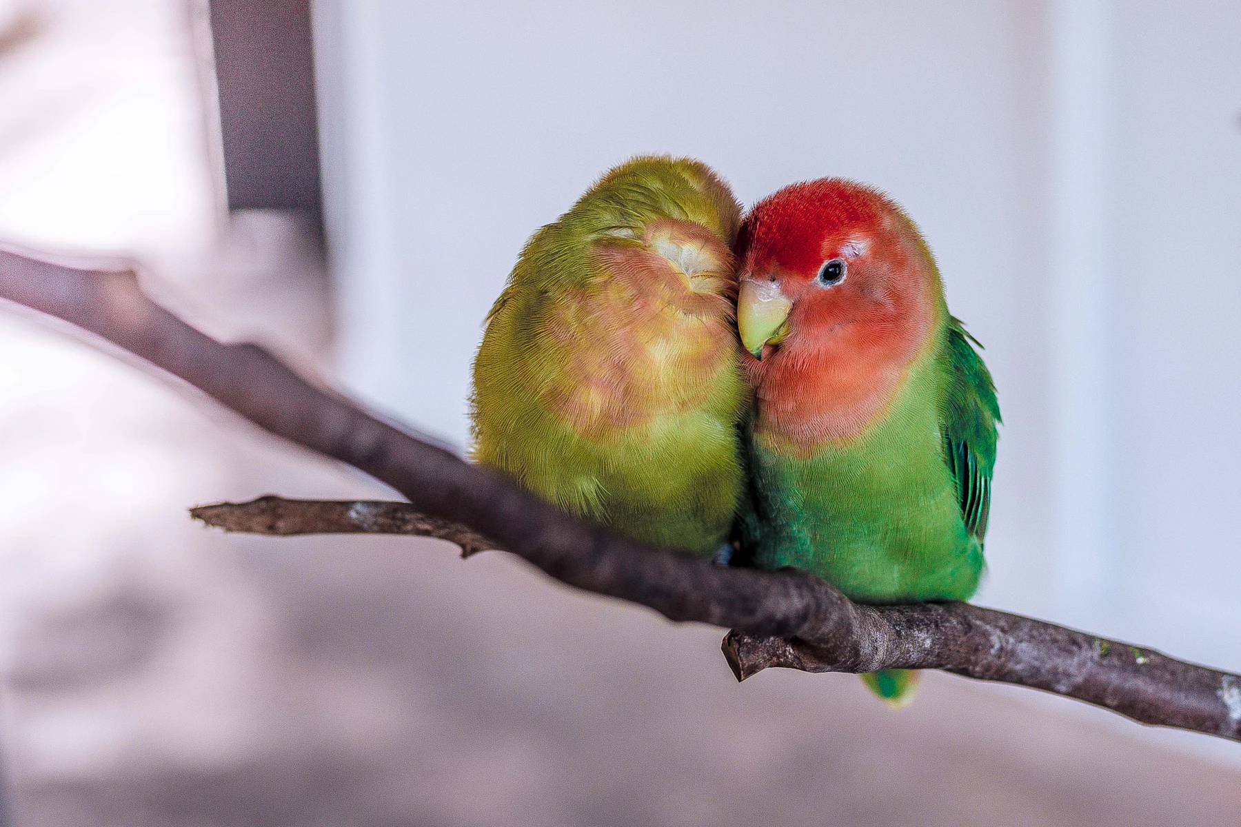 Two peach-faced lovebirds pressed together on a bare branch