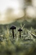 Two mushrooms are growing close to each other amid dewy, green grass. The background is soft and blurred, creating a serene and dreamy atmosphere.