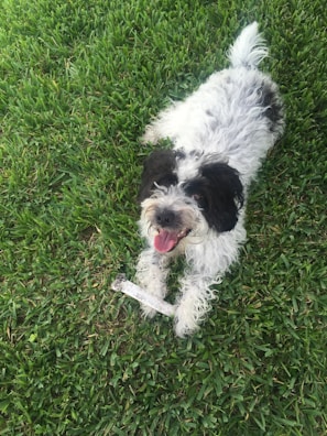A happy dog owner holding a bone from pile of dog bones with a smile.