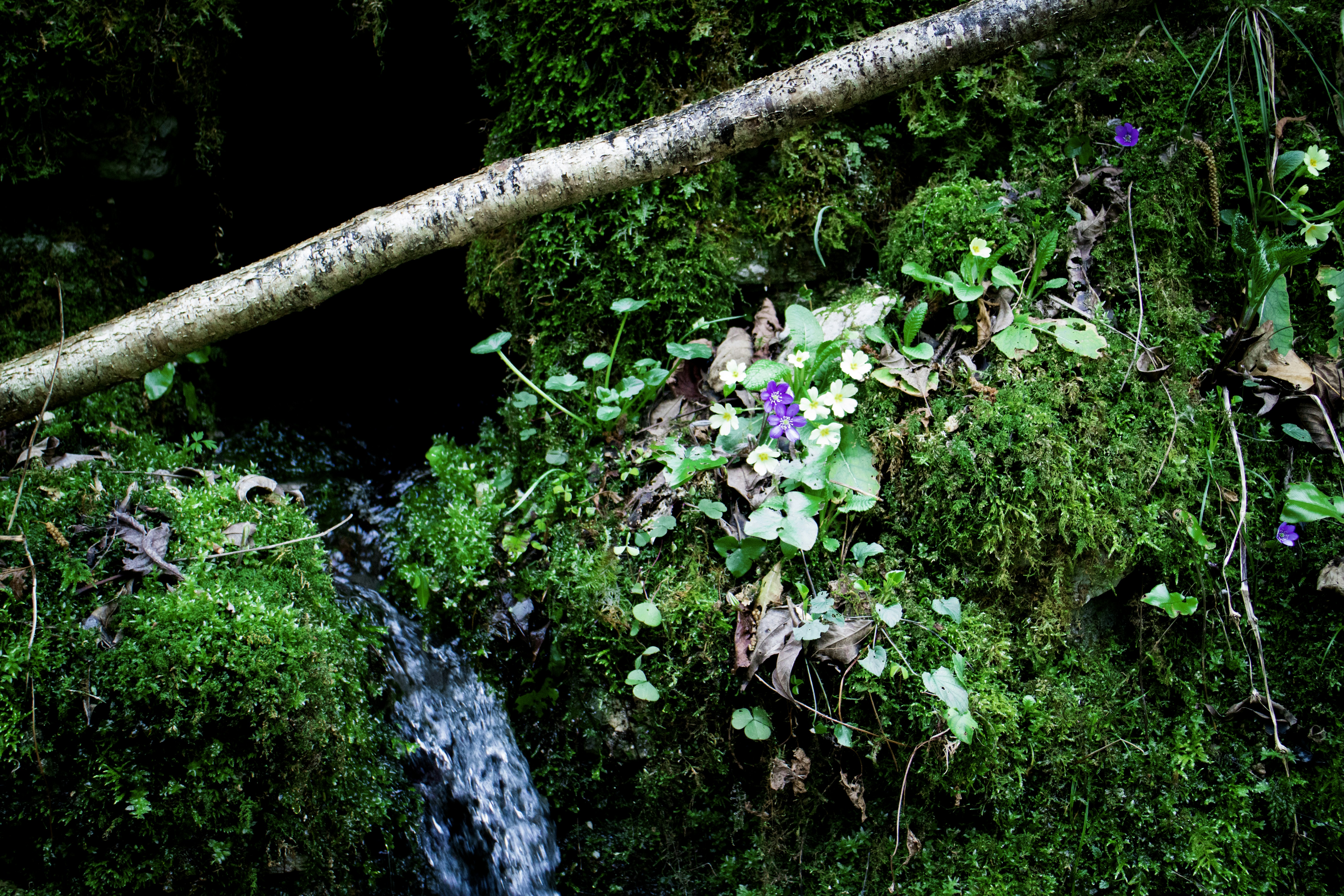 Free Unsplash photo from Andrea Mecenero