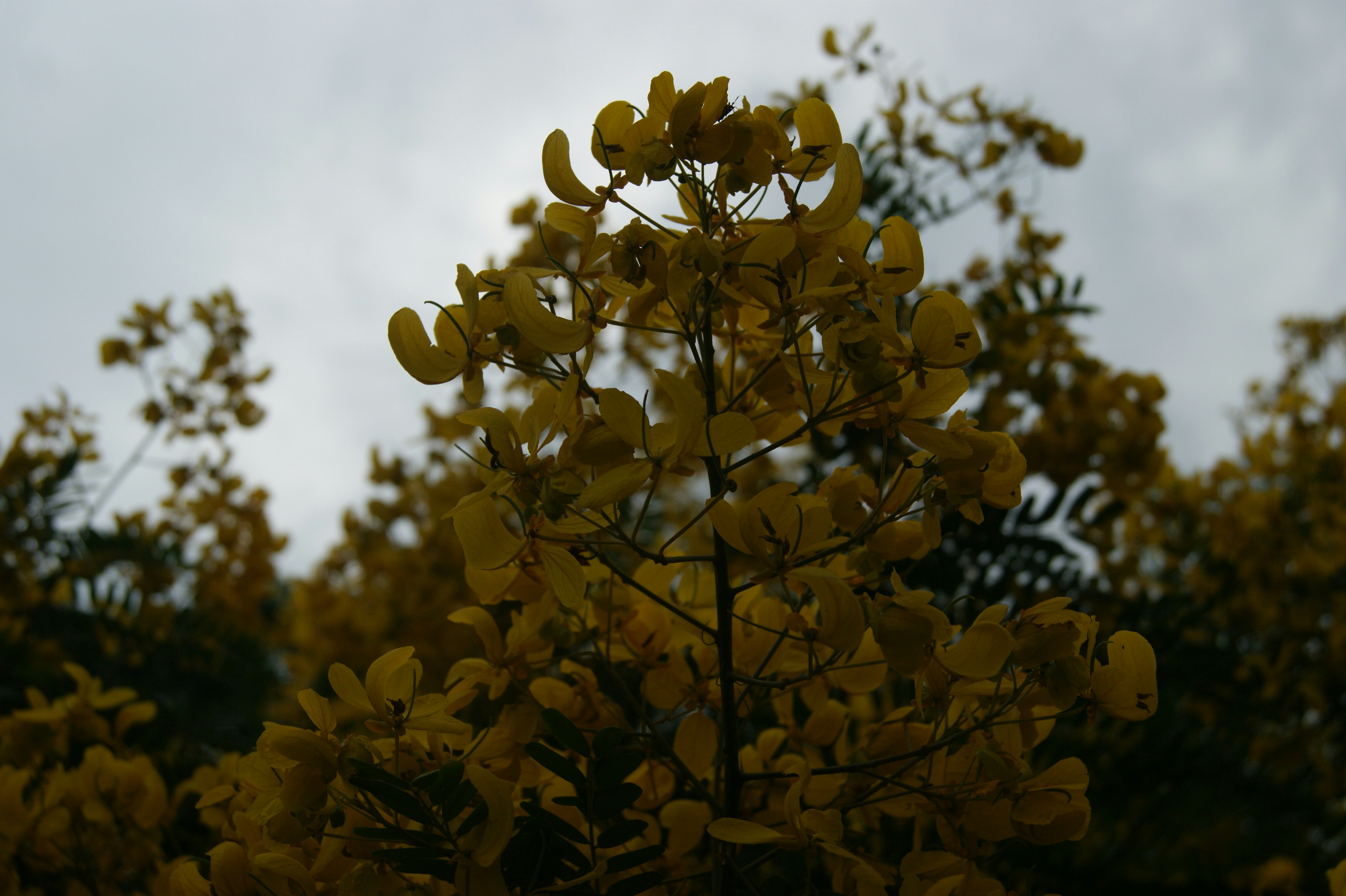 Free Unsplash photo from Lucas  Sakai