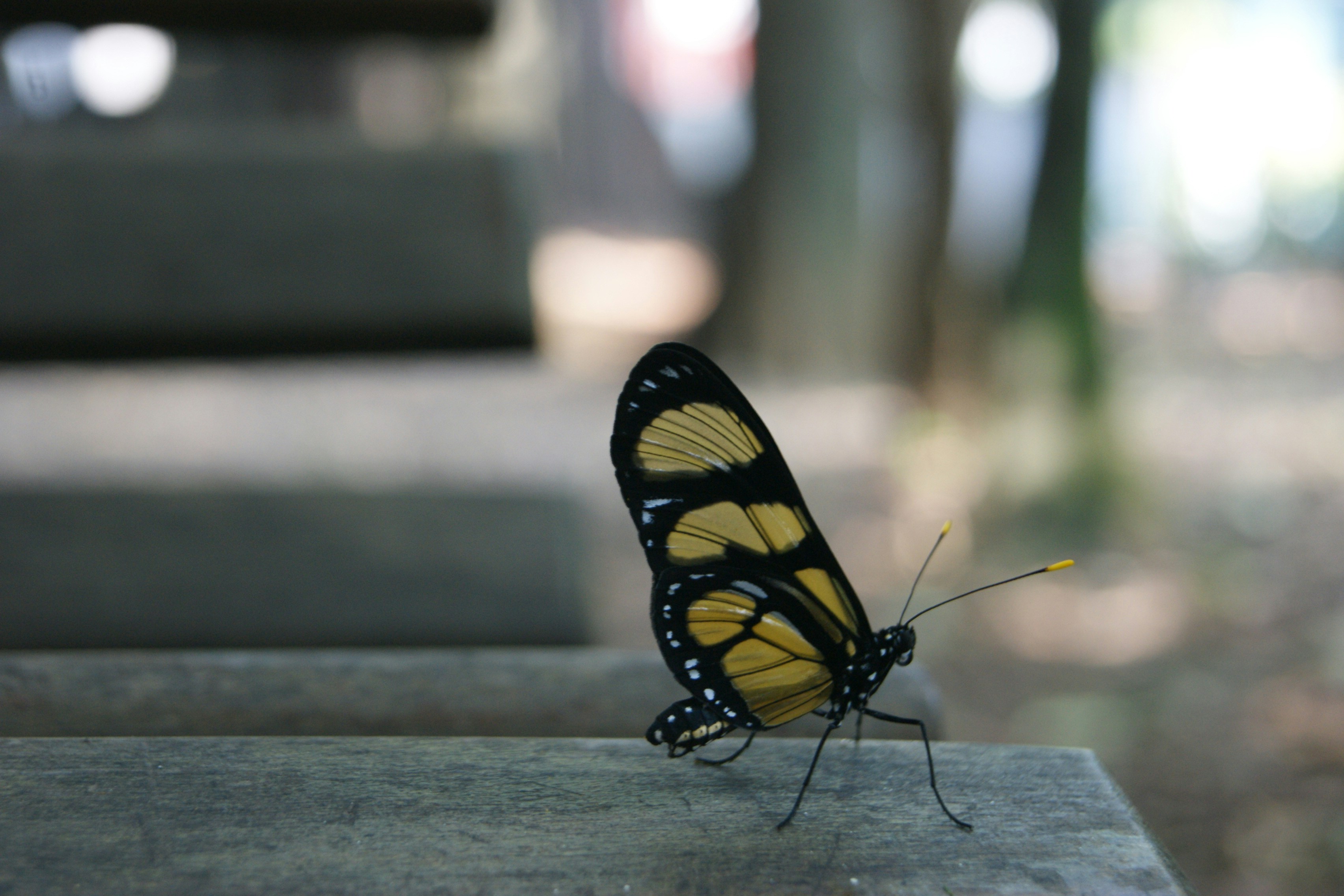 Free Unsplash photo from Lucas  Sakai