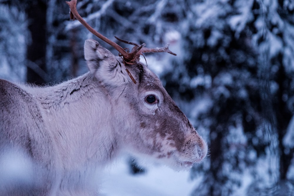 photo en gros plan d’un cerf gris dans la forêt