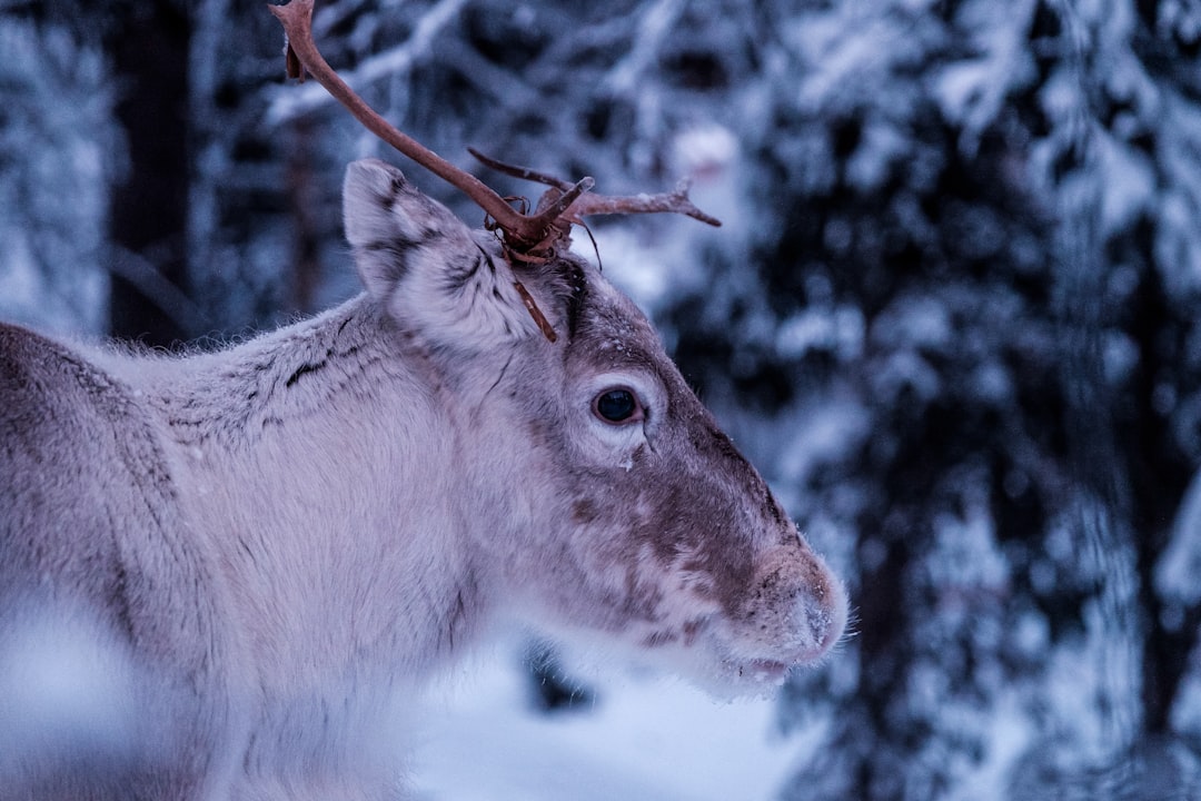 Travel Tips and Stories of Riisitunturi National Park in Finland