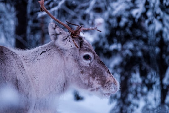 close-up photo of gray deer at forest in Riisitunturi National Park Finland