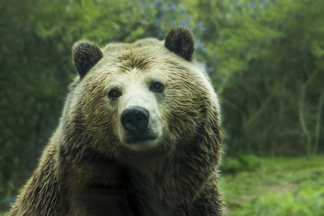 Wildlife Bosses Spike Mandatory Bear Spray Carry