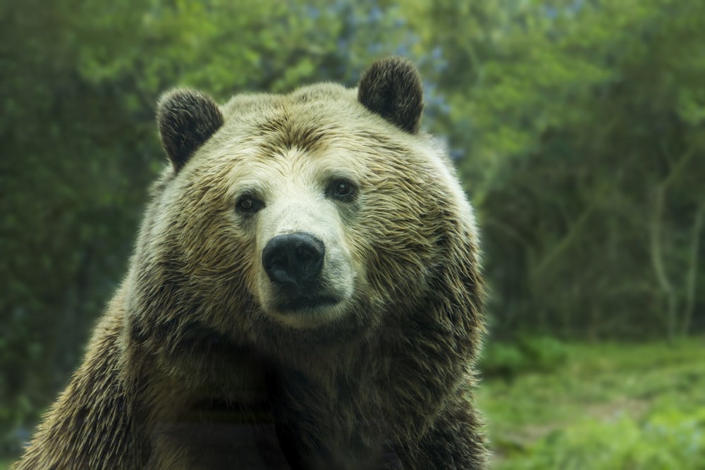 brown bear near grass field