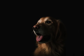 short-coated brown dog showing tongue