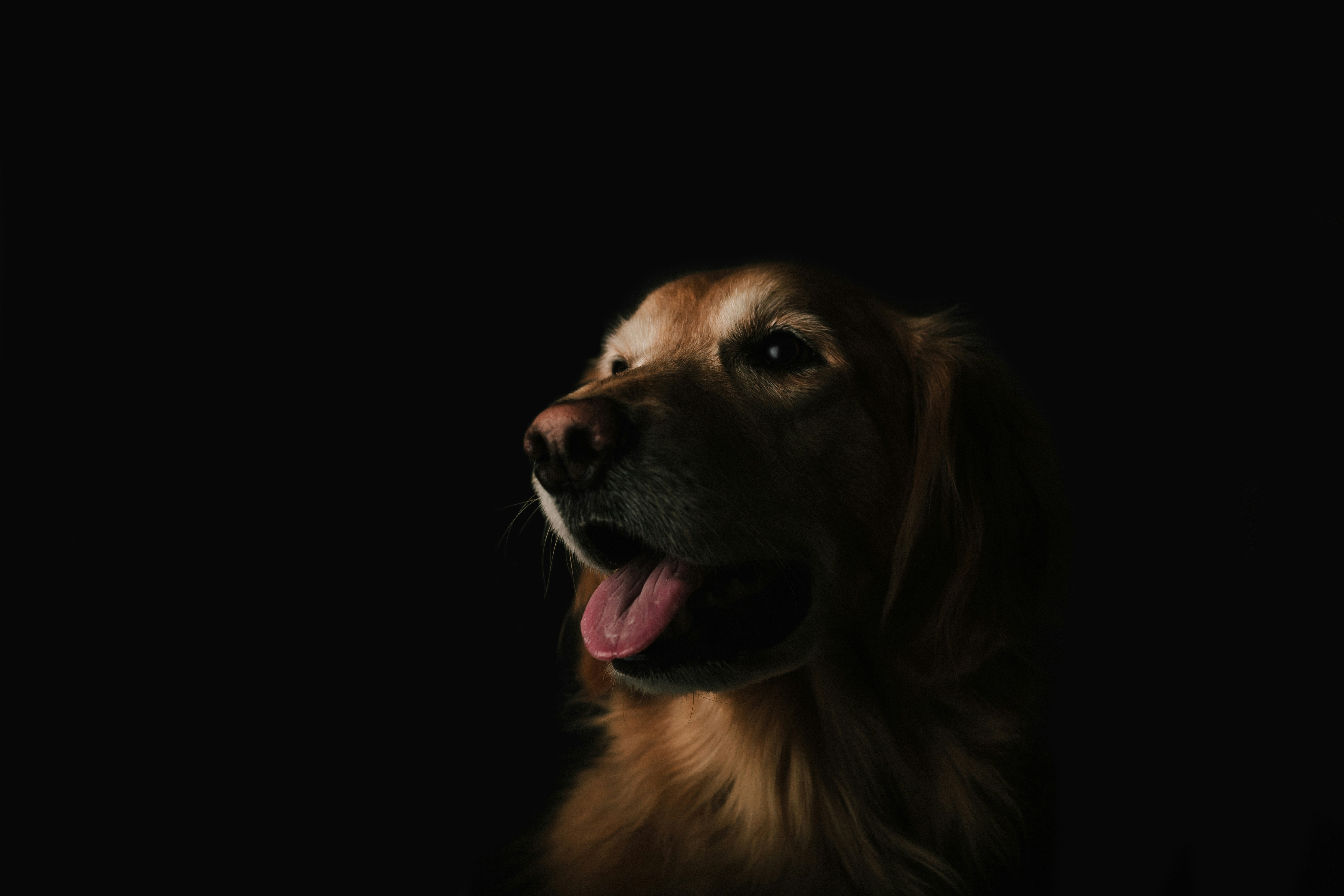 A happy golden retriever with dramatic lighting
