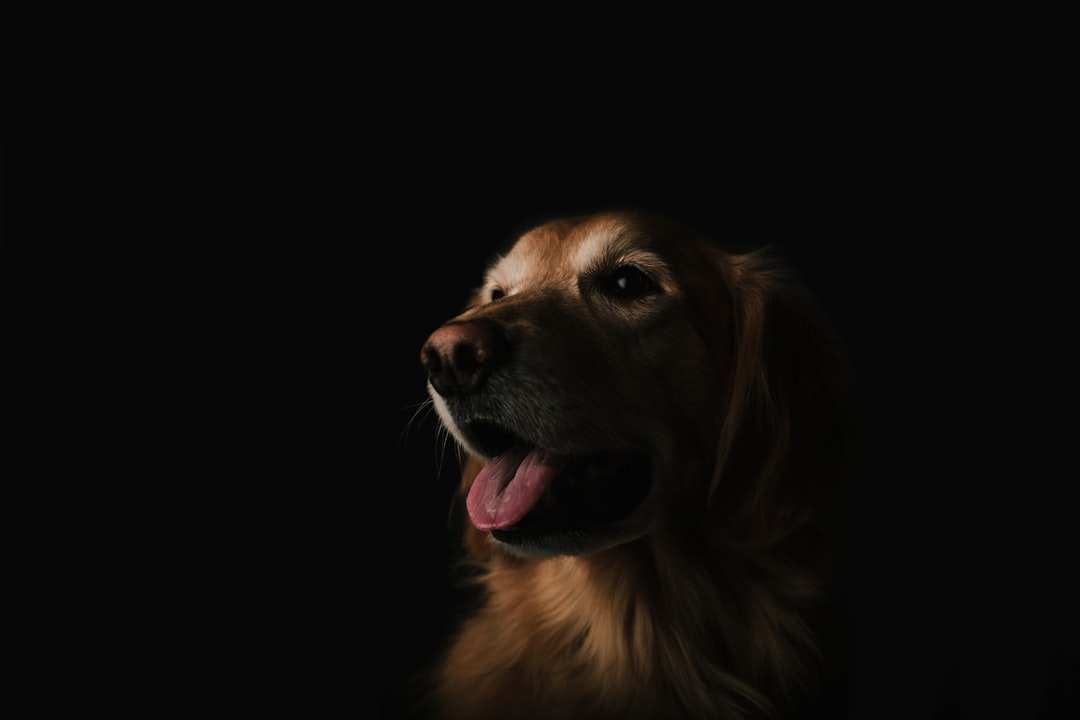 short-coated brown dog showing tongue, A happy golden retriever with dramatic lighting