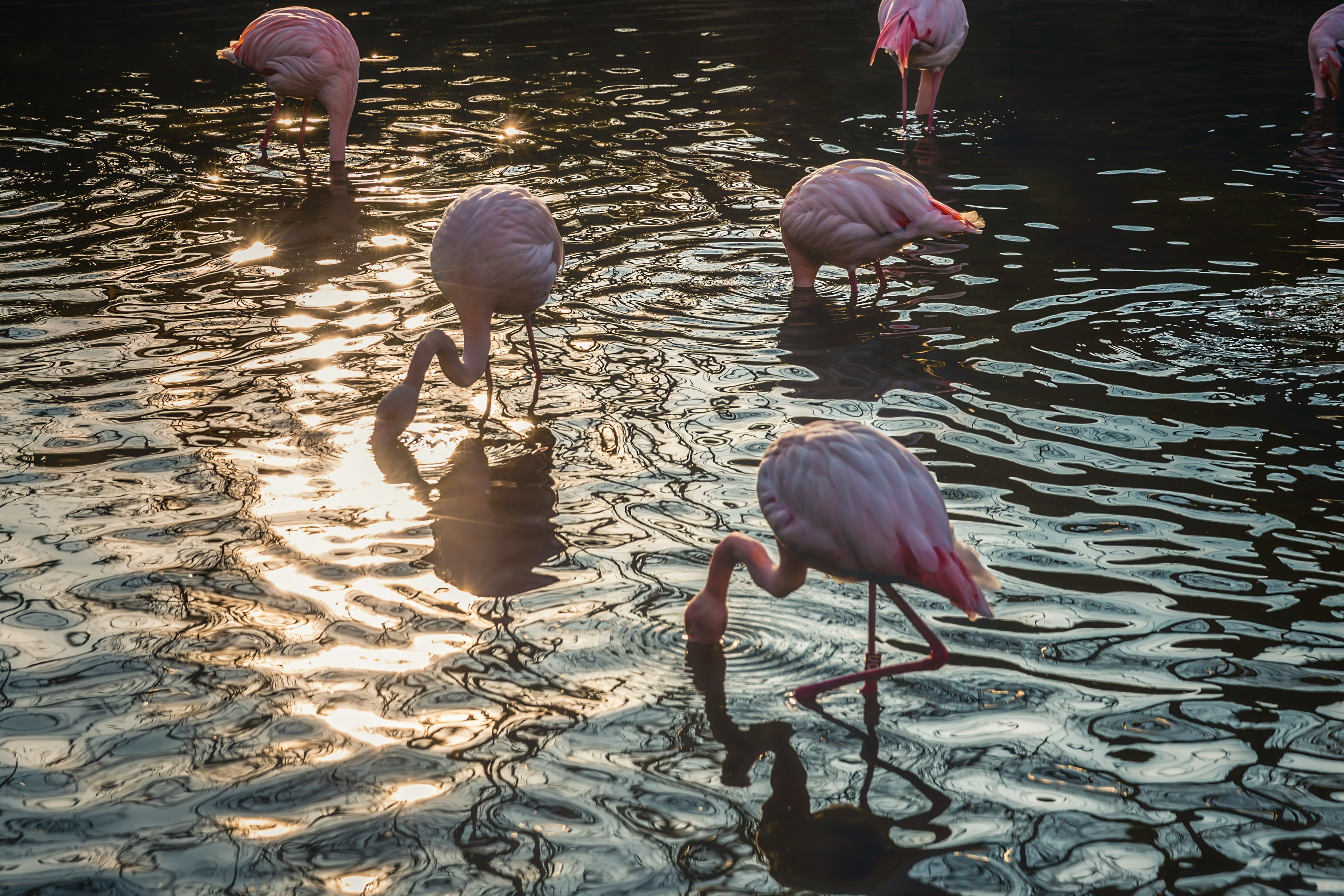 flock of flamingos drinking water