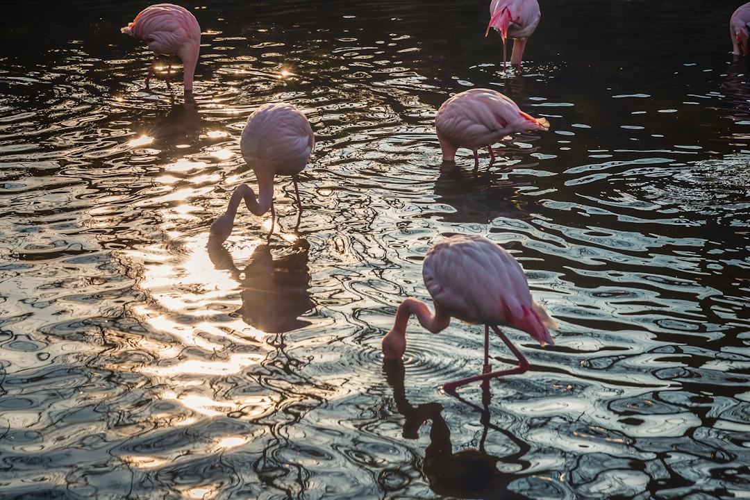 Wildlife photo spot Bursa Hayvanat Bahçesi İstanbul