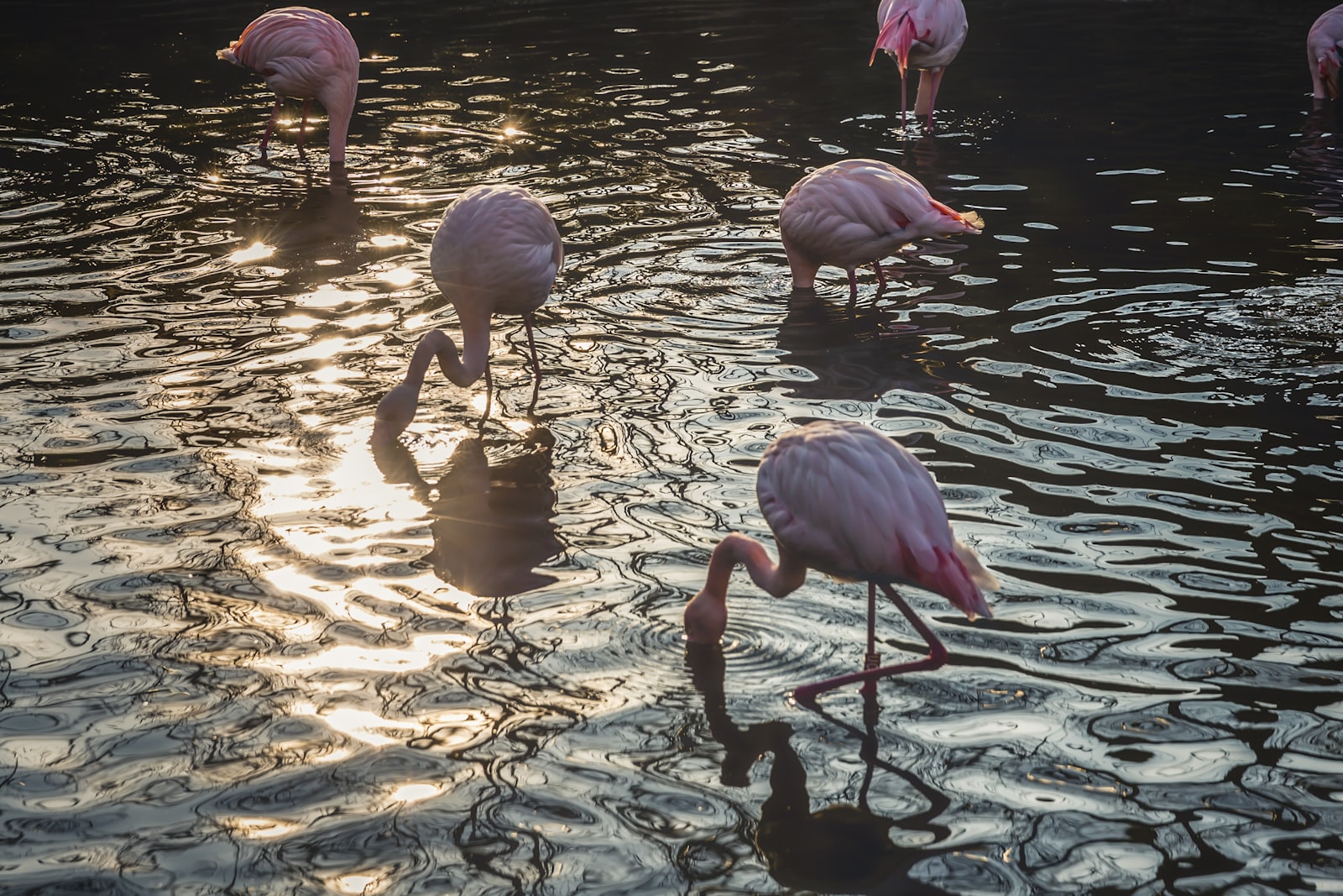 Canon EF 24-70mm F2.8L II USM sample photo. Flock of flamingos drinking photography