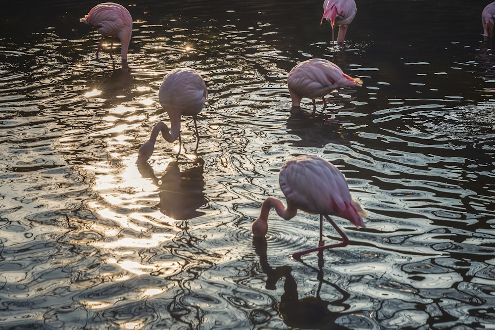 flock of flamingos drinking water