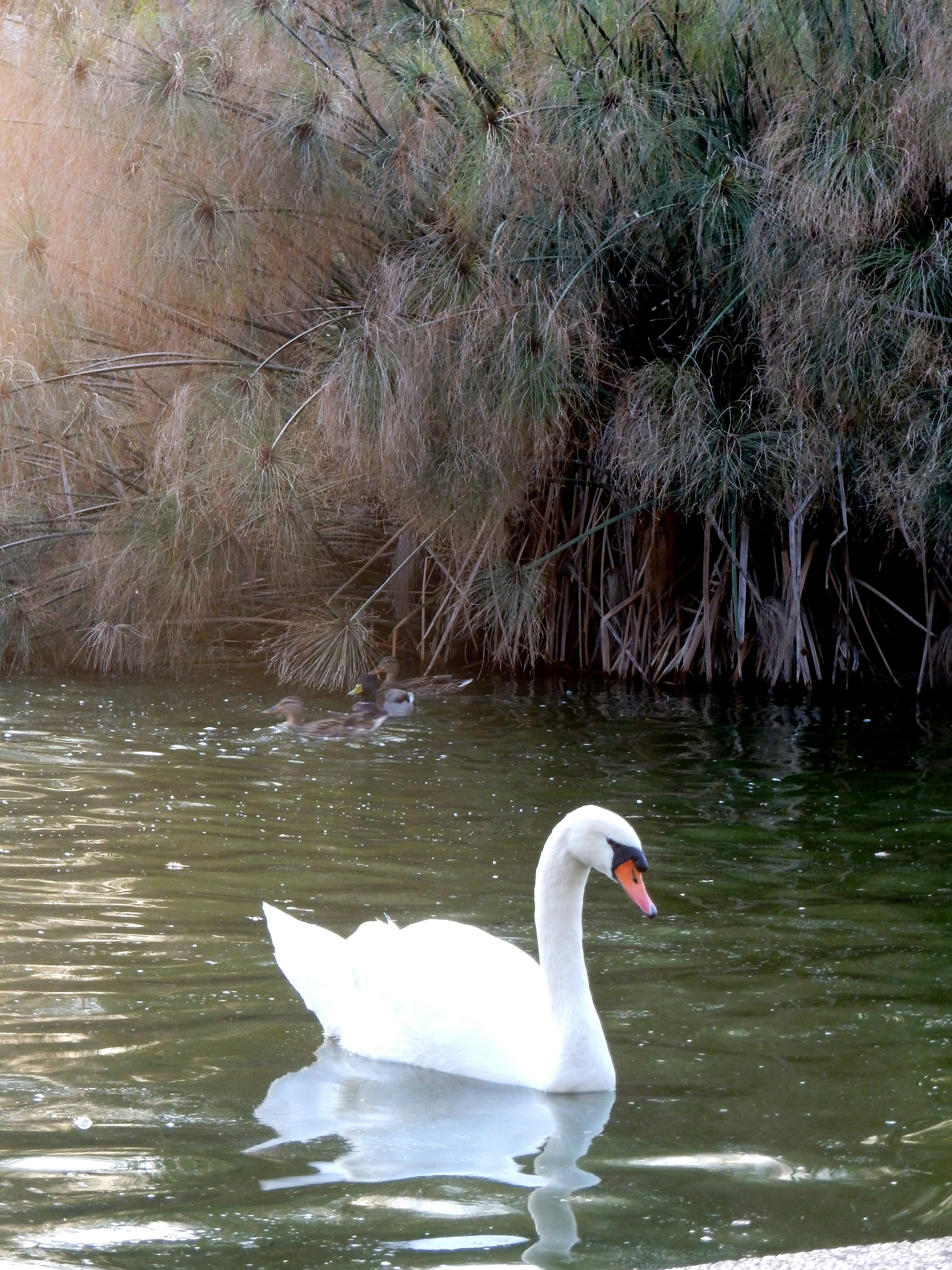 Free Unsplash photo from Надя Кващевичене