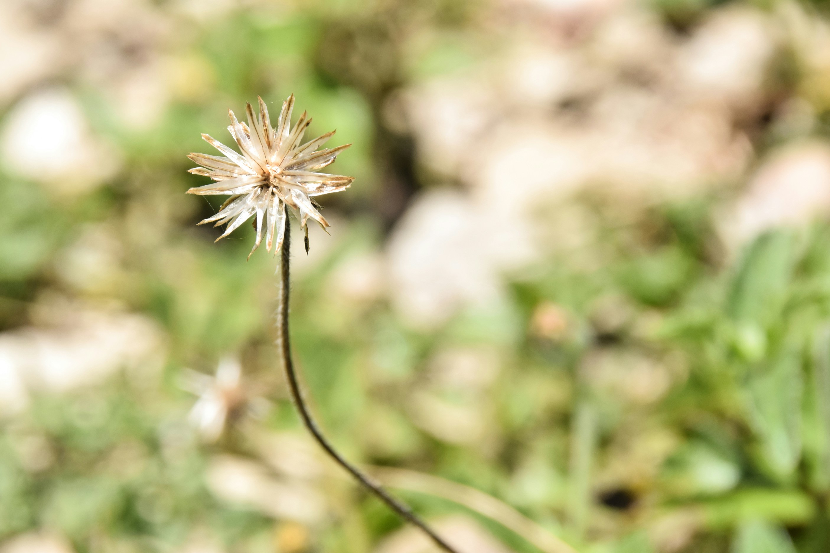 Free Unsplash photo from Angelyn Sanjorjo