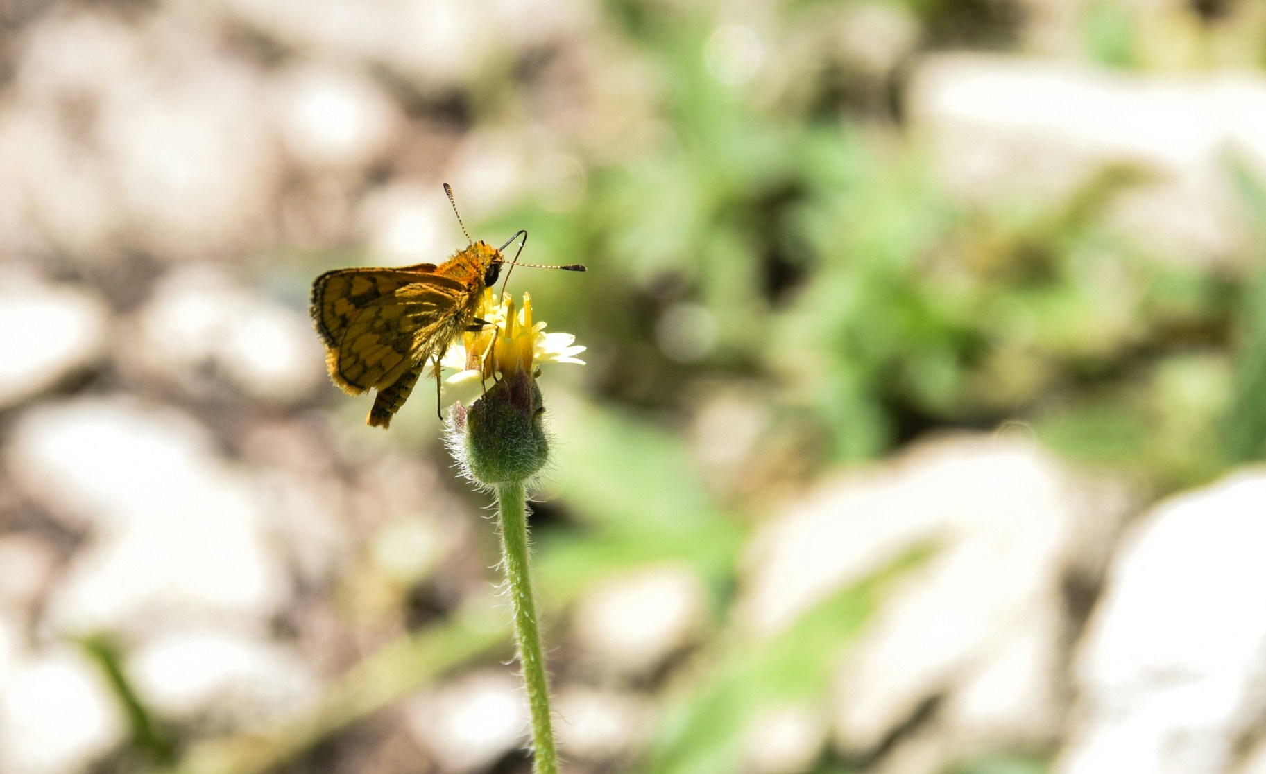 Free Unsplash photo from Angelyn Sanjorjo