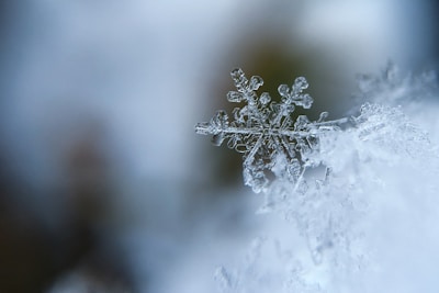 focused photo of a snow flake