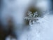 focused photo of a snow flake