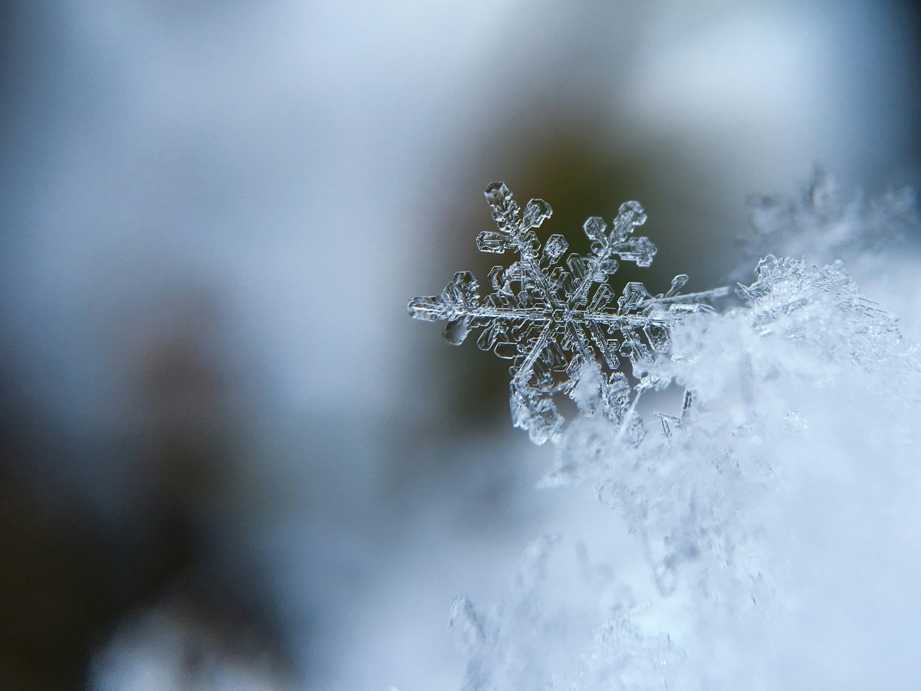 focused photo of a snow flake