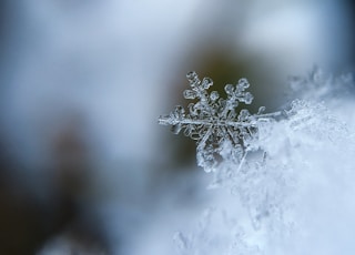 focused photo of a snow flake