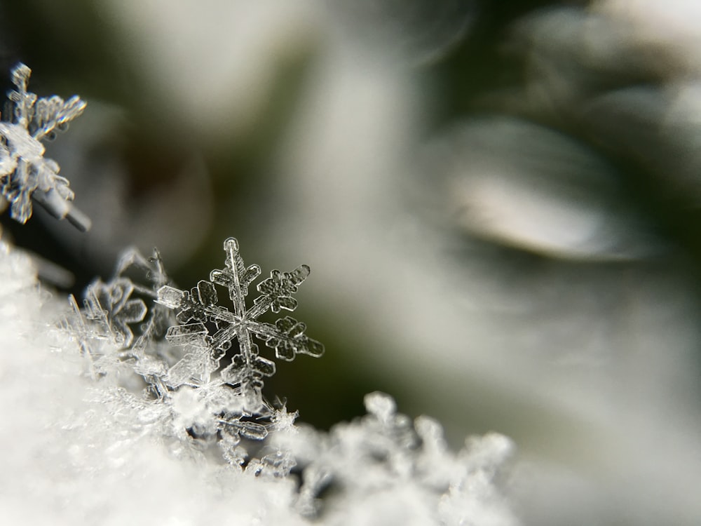 selective focus photography snowflakes
