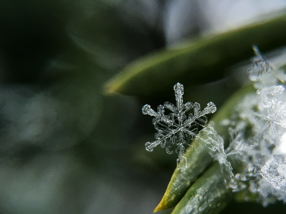 copos de nieve