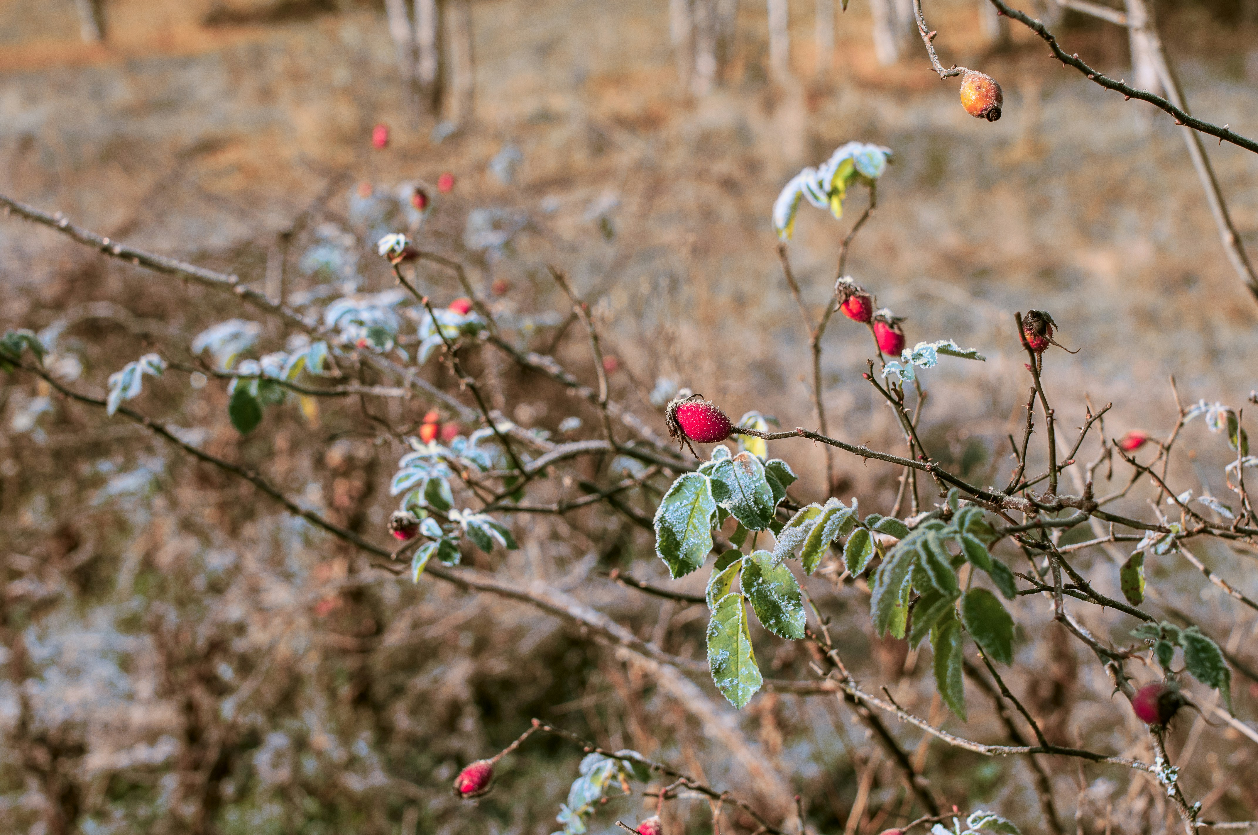 Free Unsplash photo from Sergey Bakhvalov