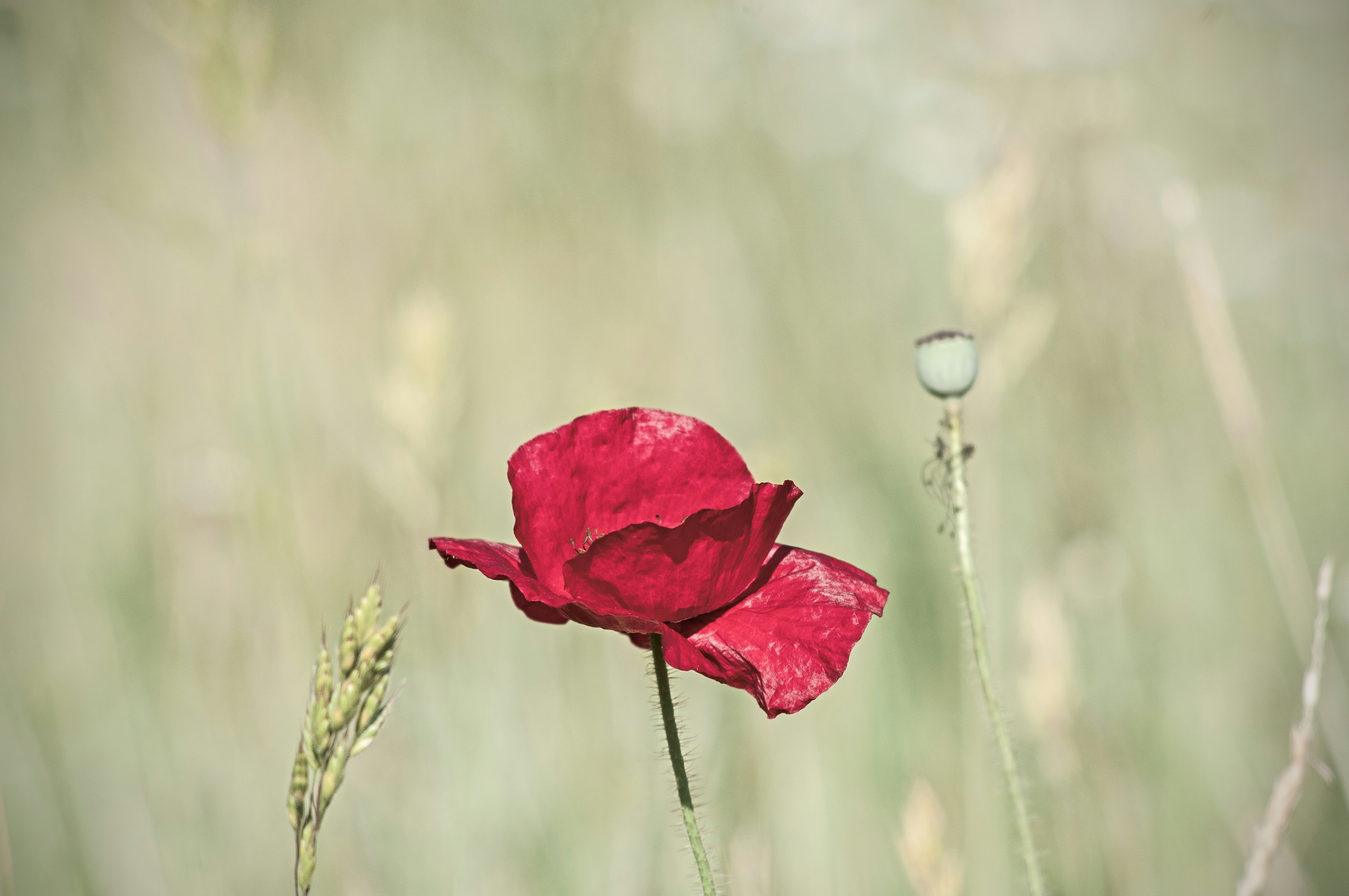 Free Unsplash photo from Sergey Bakhvalov