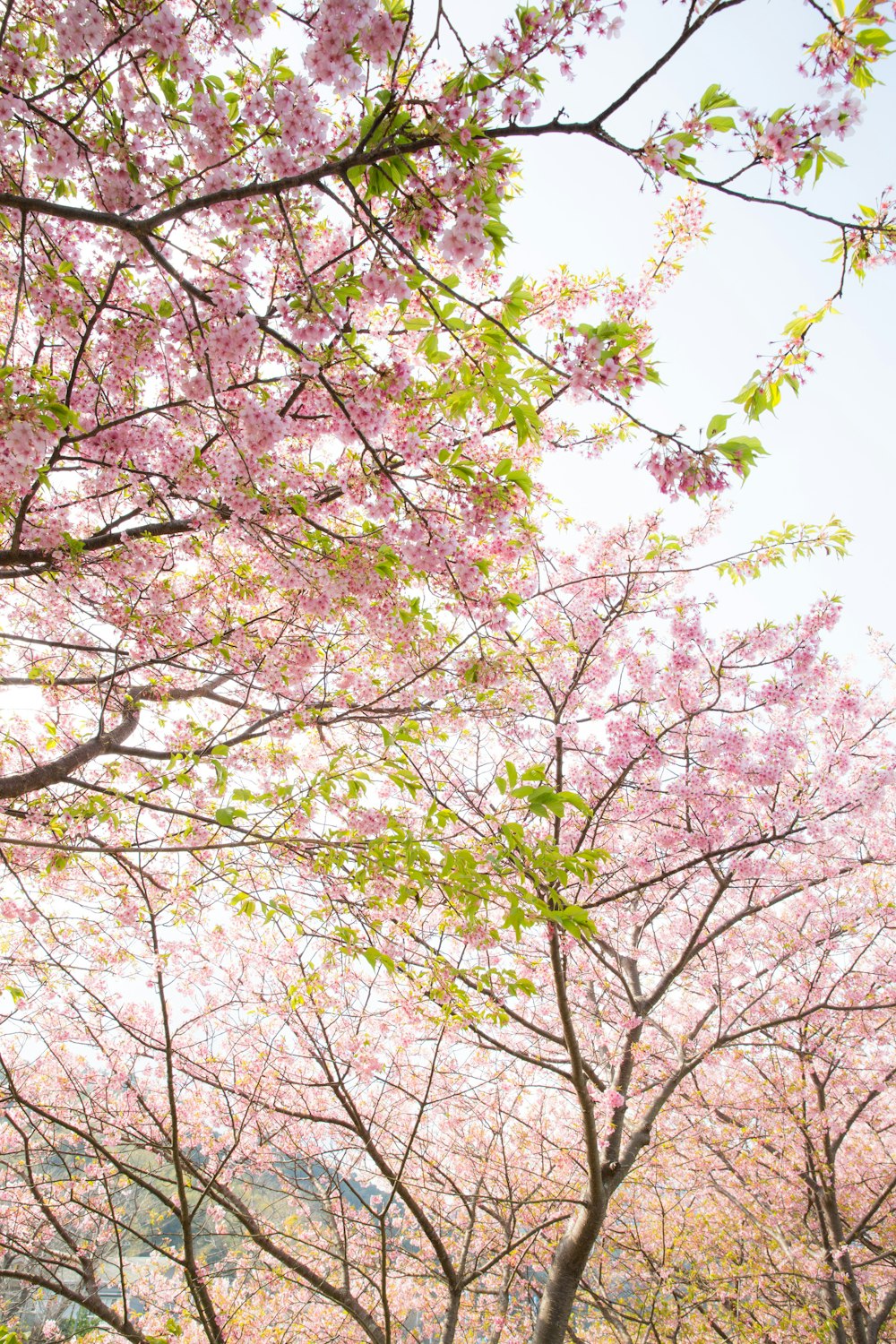 pink trees