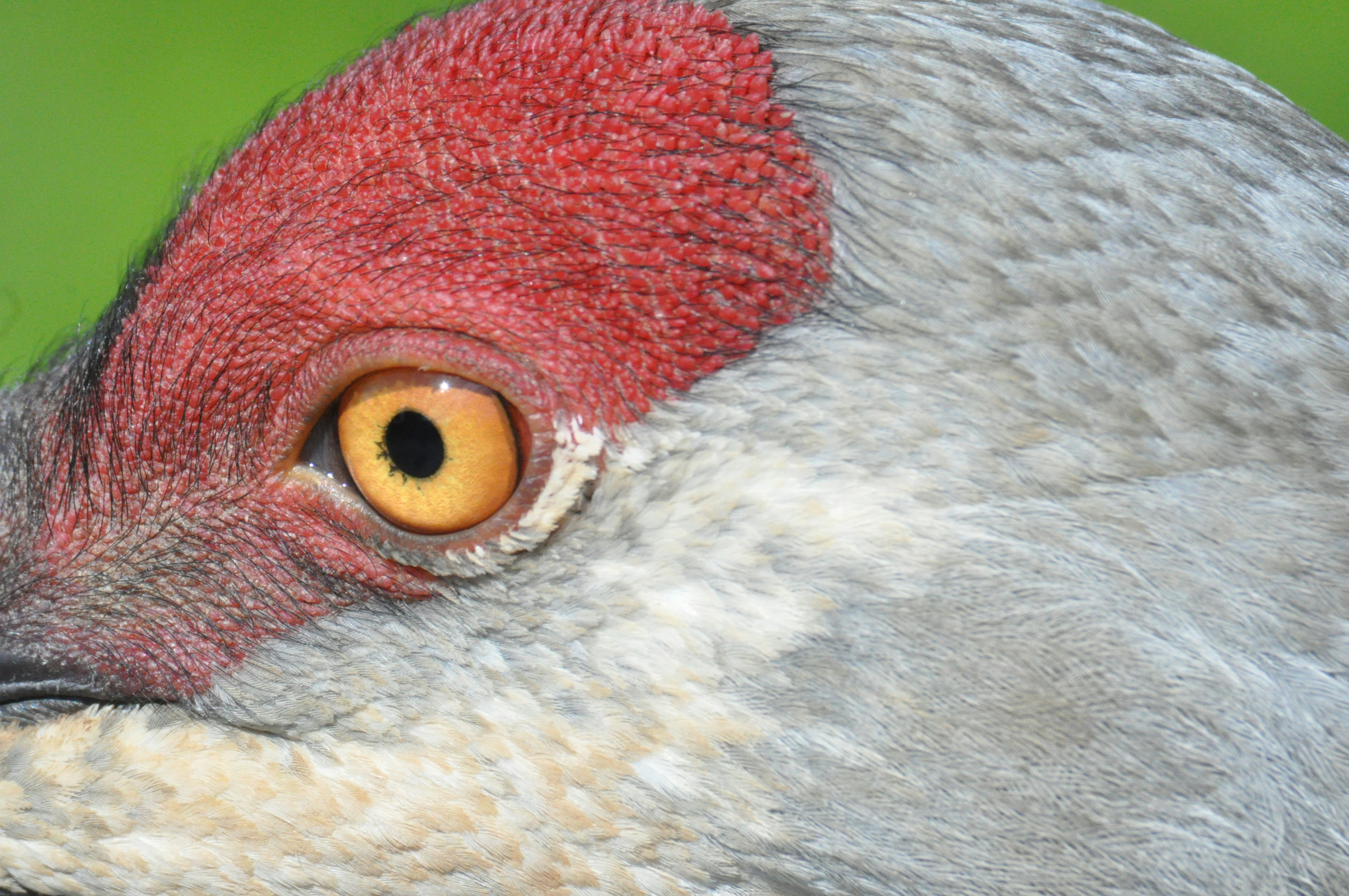 Free Unsplash photo from Greg Bilsland