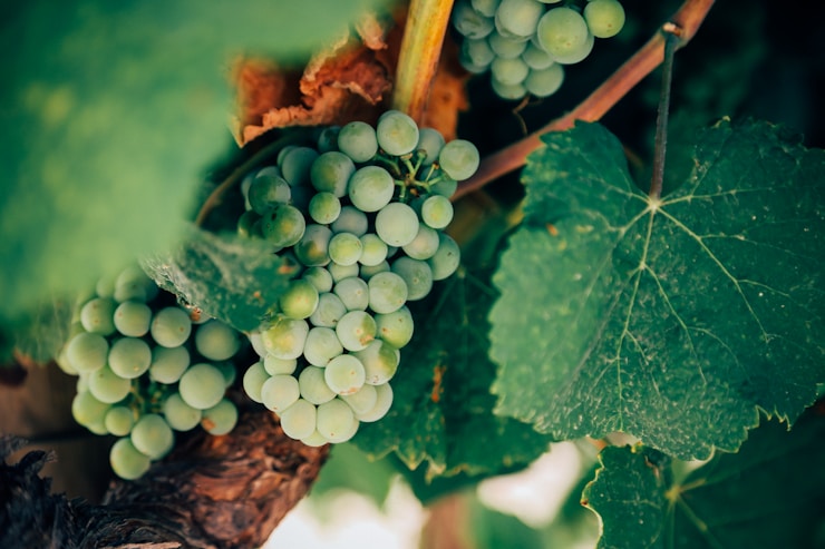 On the grapevine