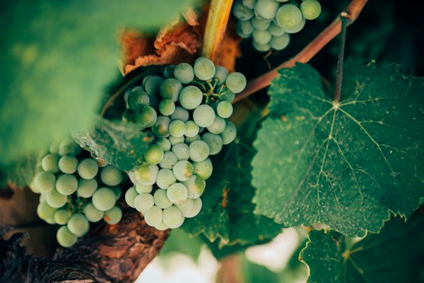 Palomino grapes on the vine at a bodega’s vineyard — Jerez, Spain