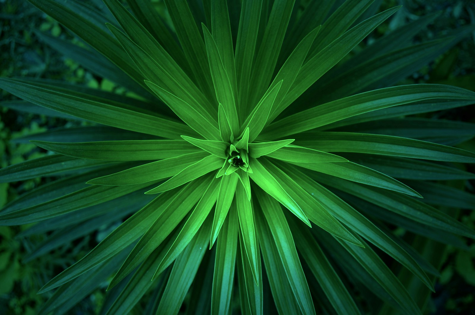 Sony Alpha NEX-5R sample photo. Green leafed plant photography