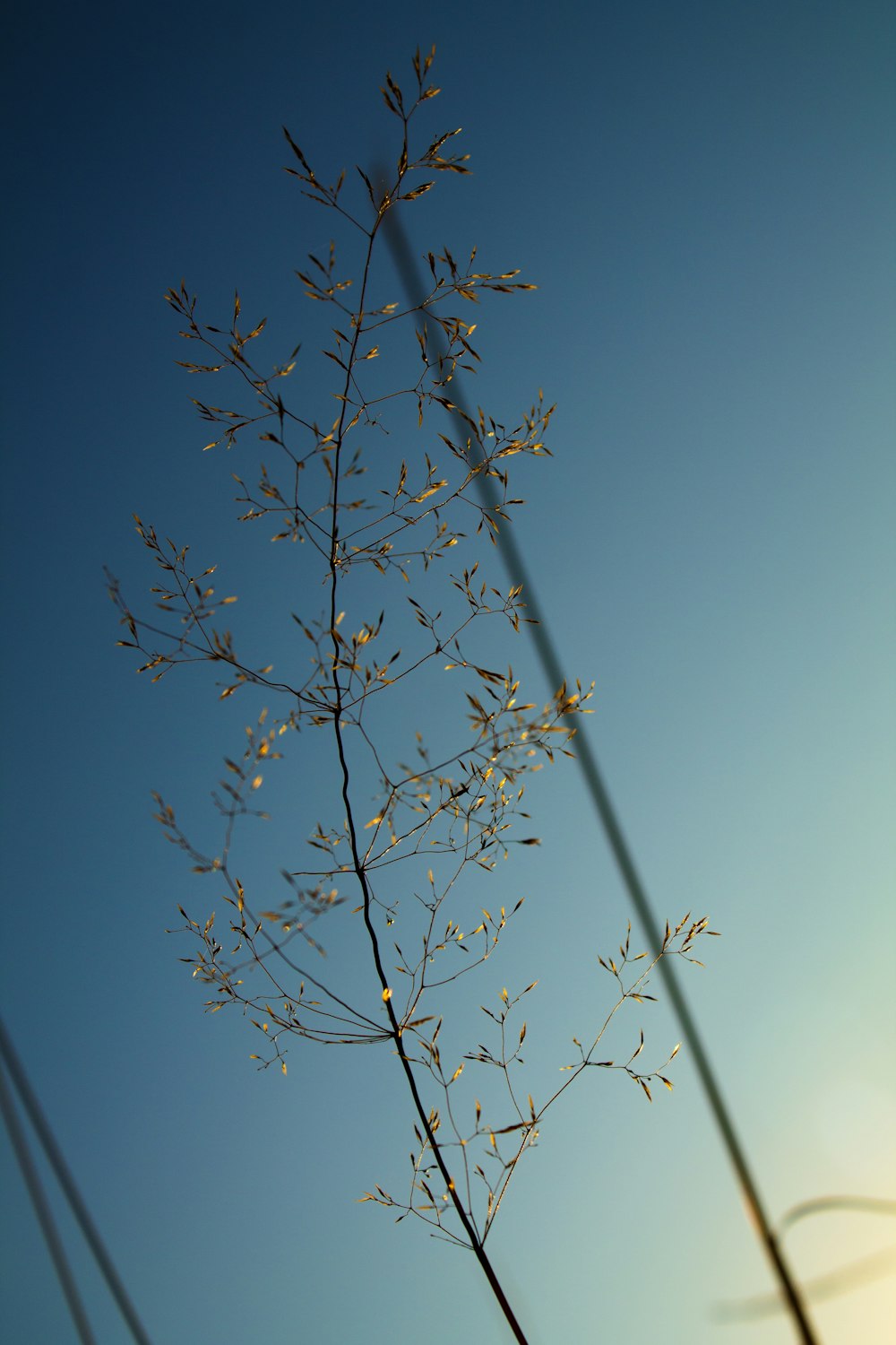 selective focus photography of green leaf plant