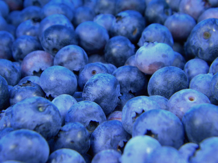 Fresh blueberries close up