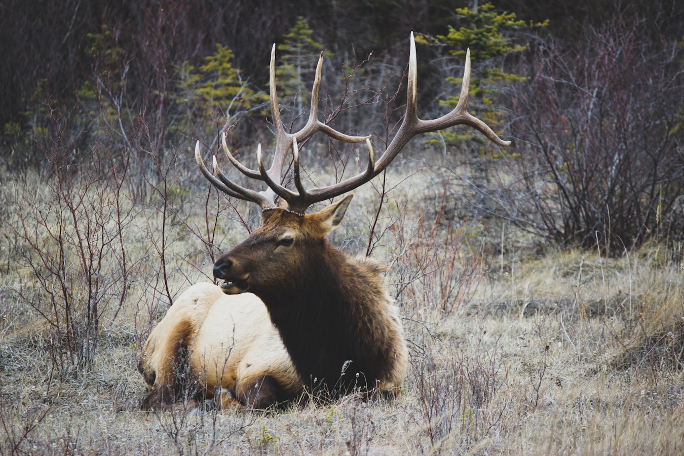 Elk Country Chronicles – The Sounds of Elk Country Volume 10