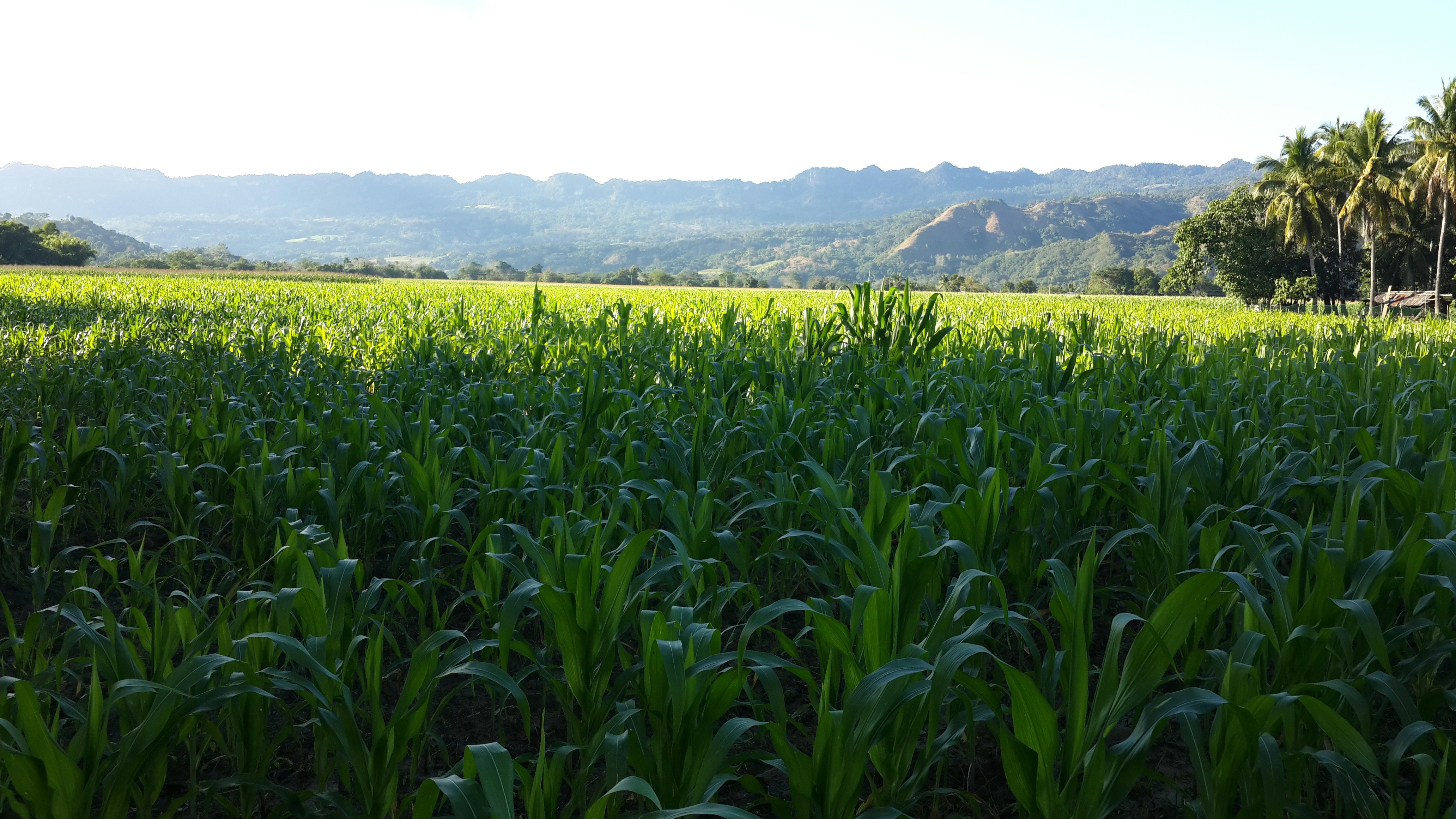 Free Unsplash photo from Vladimir Samsonov