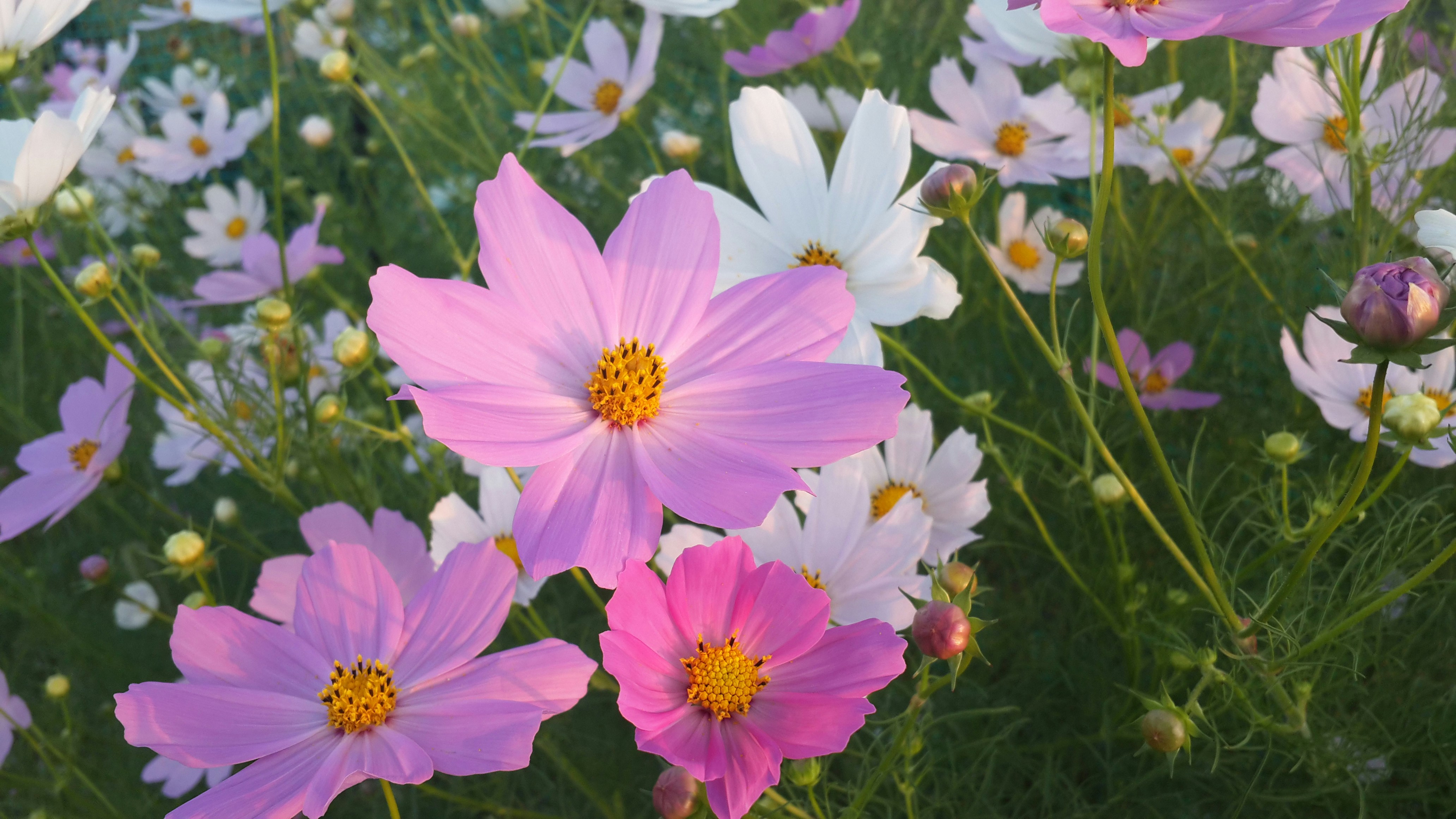 Free Unsplash photo from Vladimir Samsonov