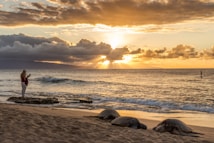 A serene beach scene at sunset with golden sunlight breaking through clouds. Two sea turtles rest on the sandy shore, while a person stands on a rock, looking at a smartphone. Another person paddleboards on the calm ocean.