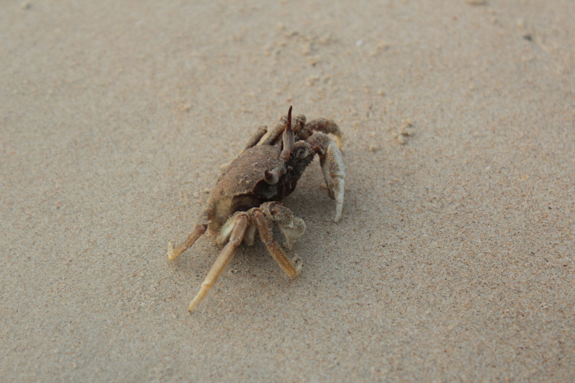 Free Unsplash photo from Basanta Moharana