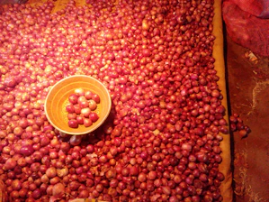 Heap of golden onion flakes and fine onion powder in bowls with fresh onions in the background