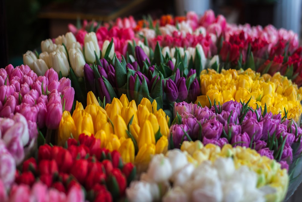 assorted-color petaled flowers