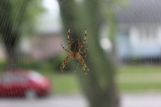 A brown spider with distinct markings is perched at the center of its intricate web. The background is blurred, with hints of greenery and a red car, suggesting an outdoor setting.